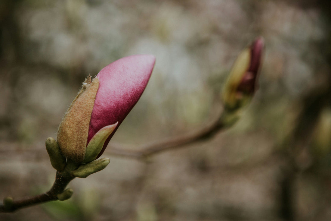 Pink Flower Bud Blooming